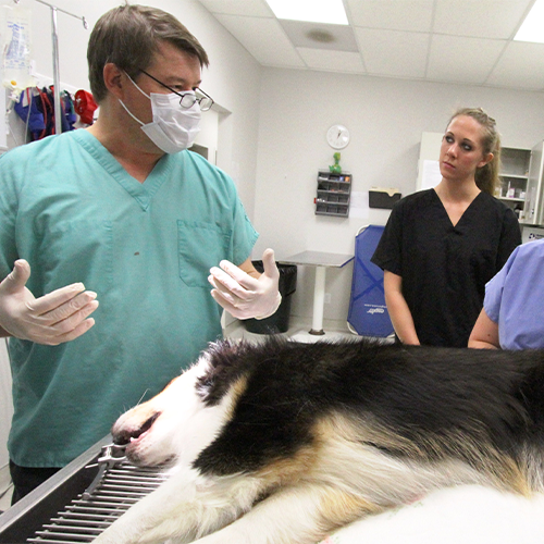 Dr. Dan instructing Veterinary Technician class with dog