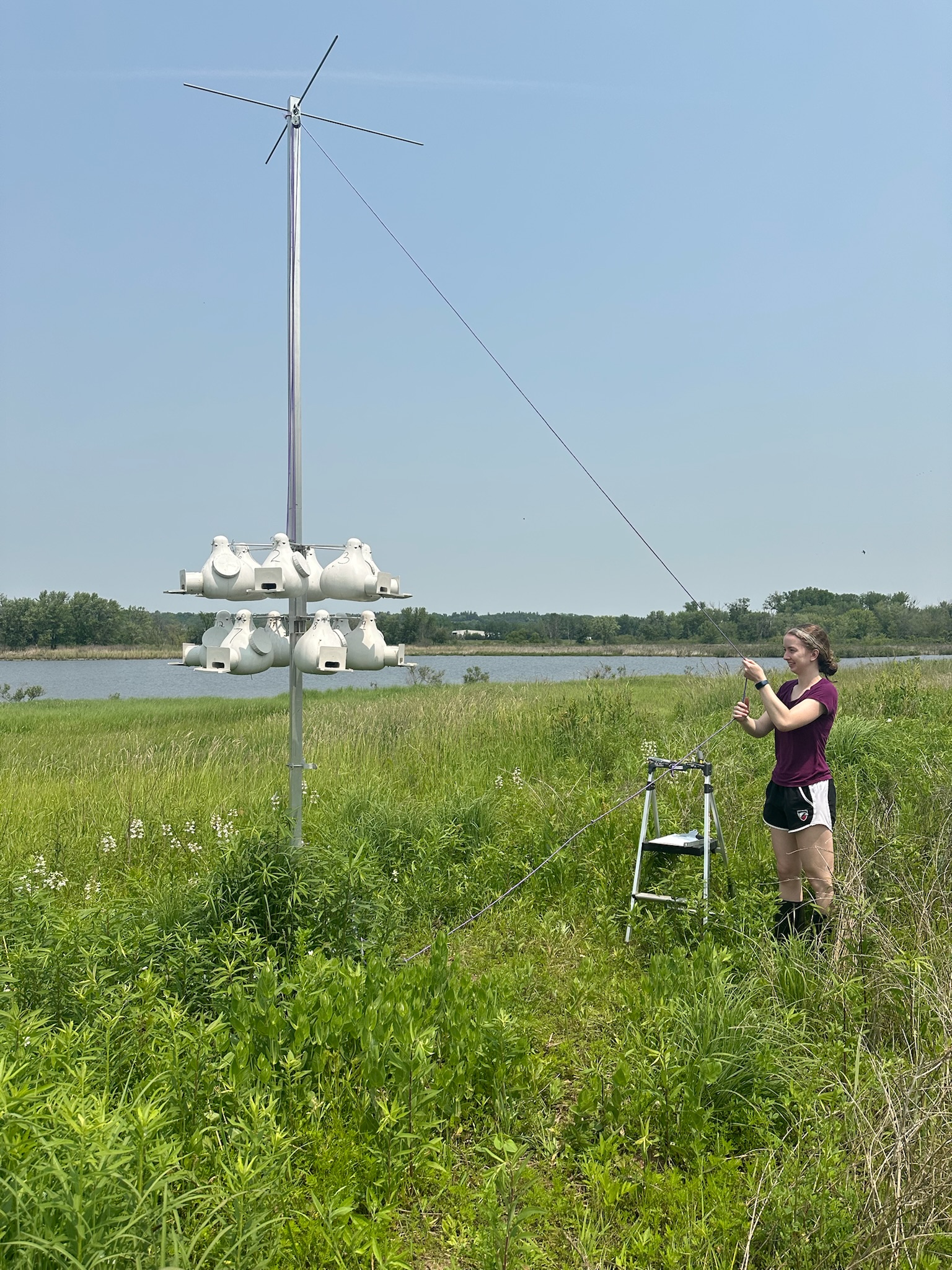 Sachi DeWinter working at Nahant Marsh